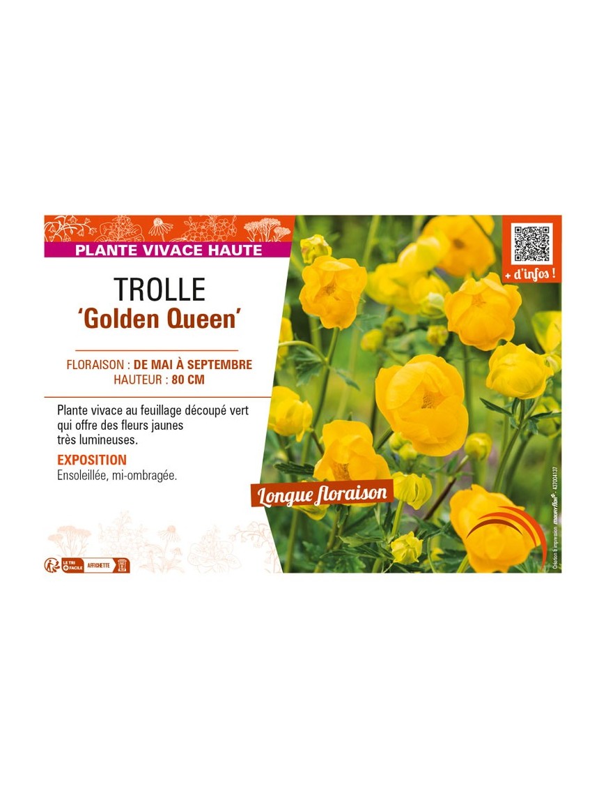 TROLLIUS chinensis Golden Queen voir TROLLE