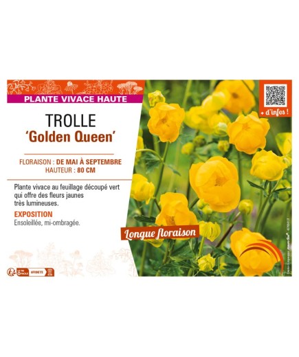 TROLLIUS chinensis Golden Queen voir TROLLE