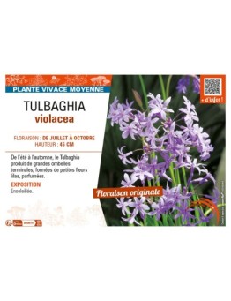 TULBAGHIA VIOLACEA