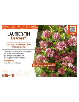 VIBURNUM TINUS LISAROSE® voir LAURIER-TIN