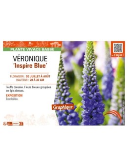 VERONICA spicata Inspire Blue voir VÉRONIQUE
