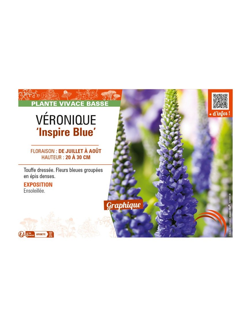 VERONICA spicata Inspire Blue voir VÉRONIQUE