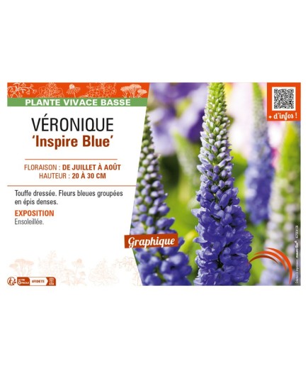 VERONICA spicata Inspire Blue voir VÉRONIQUE