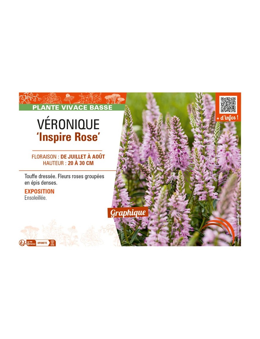 VERONICA spicata Inspire Rose voir VÉRONIQUE