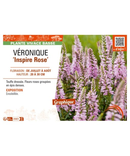 VERONICA spicata Inspire Rose voir VÉRONIQUE