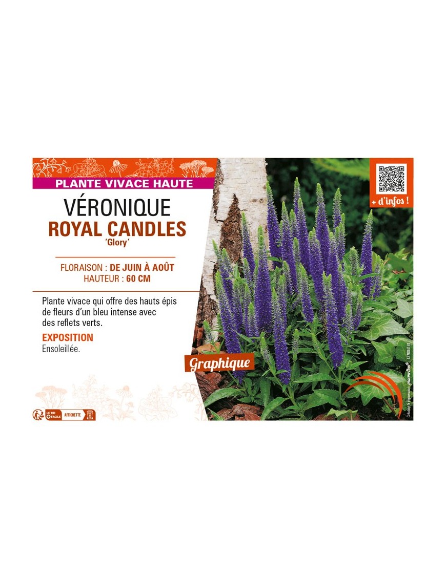 VERONICA spicata ROYAL CANDLES Glory voir VÉRONIQUE