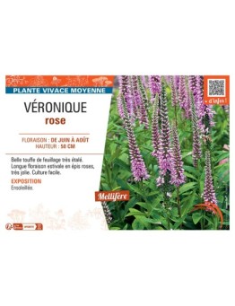 VÉRONIQUE rose