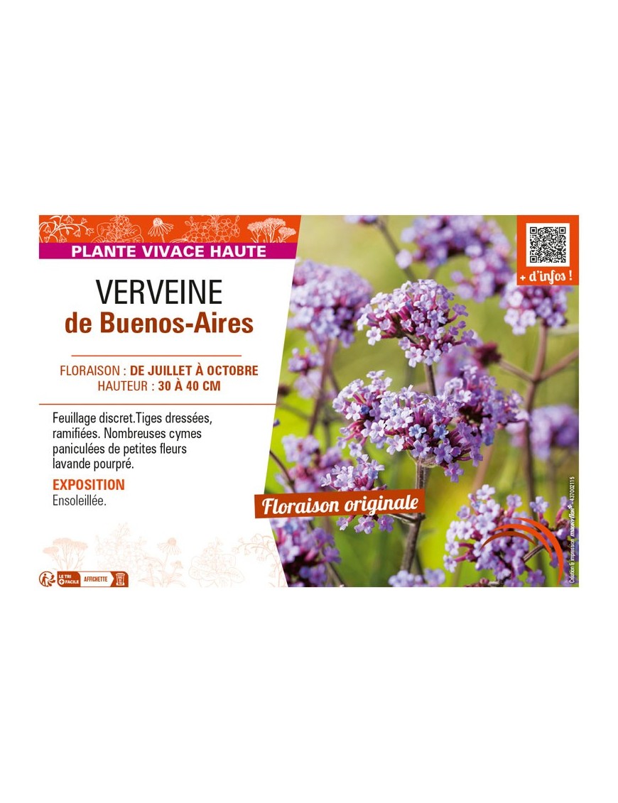 VERVEINE DE BUENOS-AIRES