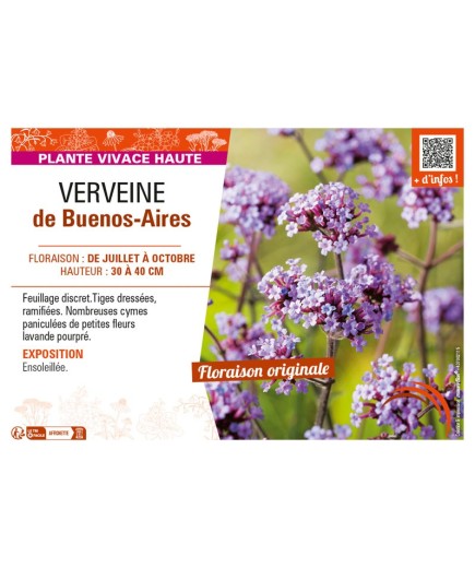 VERVEINE DE BUENOS-AIRES