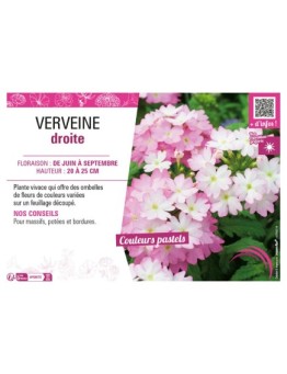 VERVEINE DROITE