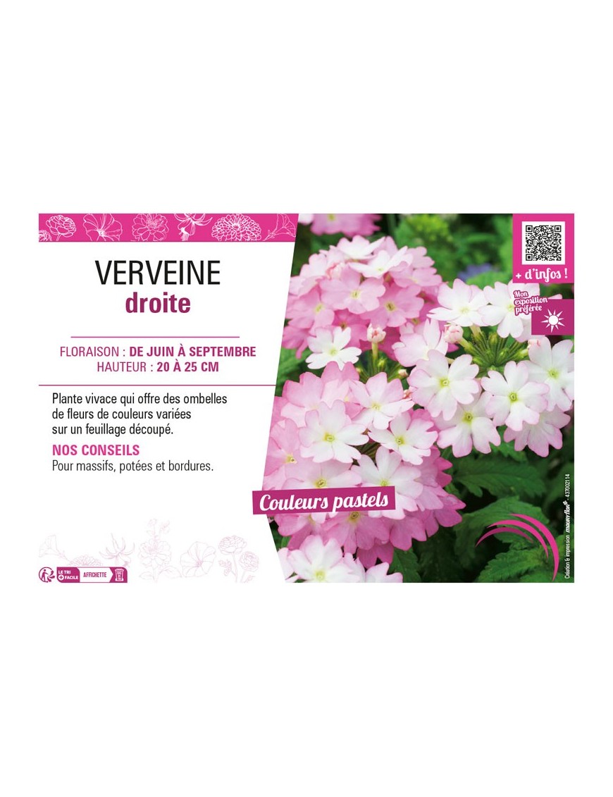 VERVEINE DROITE