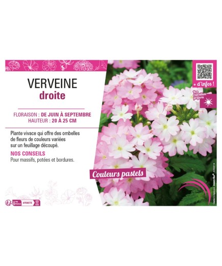 VERVEINE DROITE