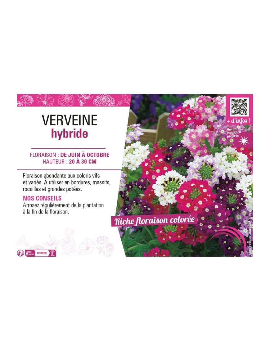VERVEINE HYBRIDE