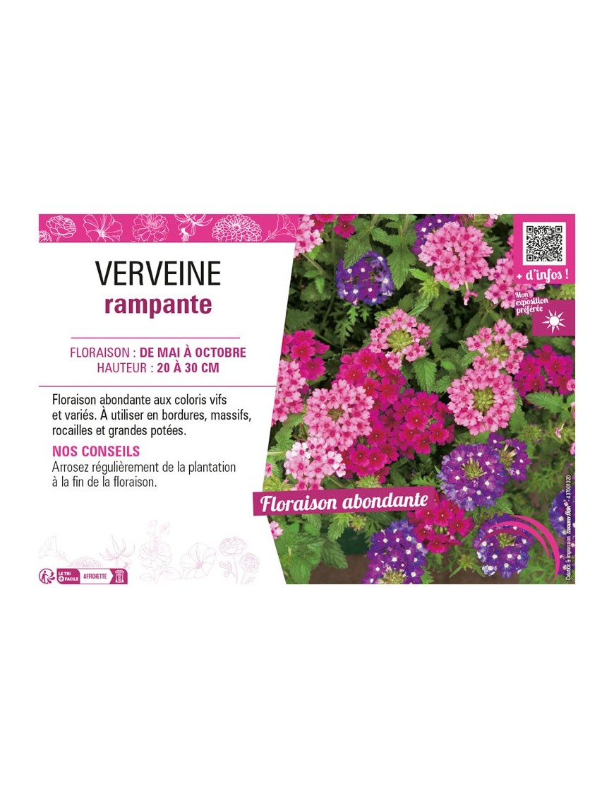 VERVEINE RAMPANTE
