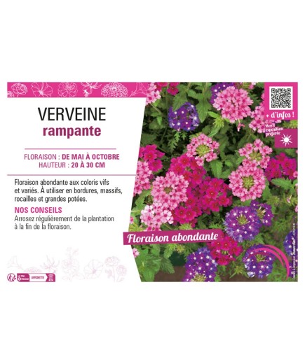 VERVEINE RAMPANTE