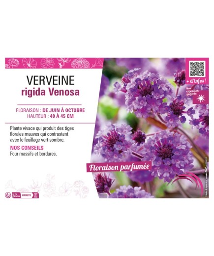 VERVEINE RIGIDA VENOSA