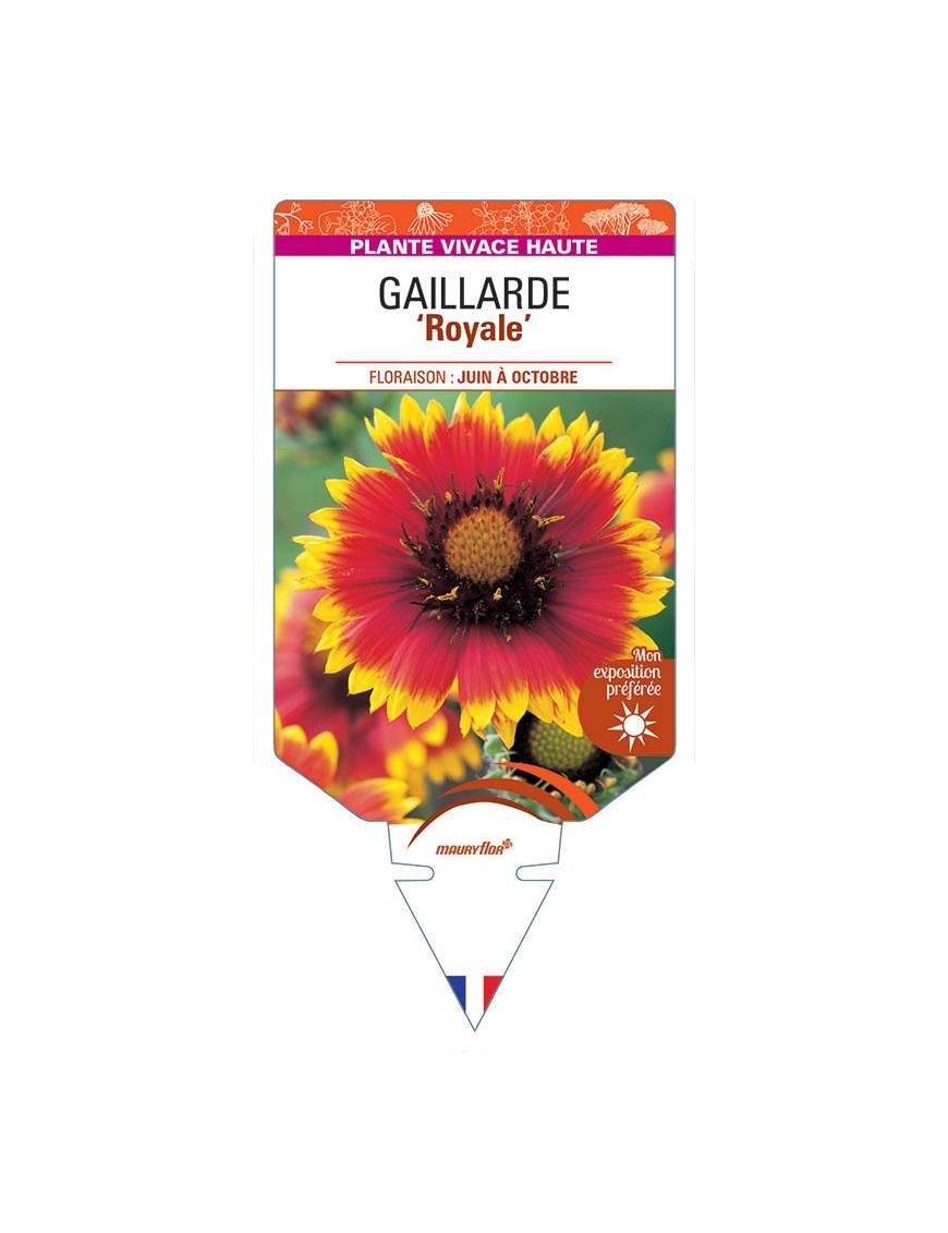 GAILLARDIA 'Royale' (rouge et jaune) *