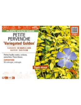 VINCA minor Variegated Golden voir PETITE PERVENCHE