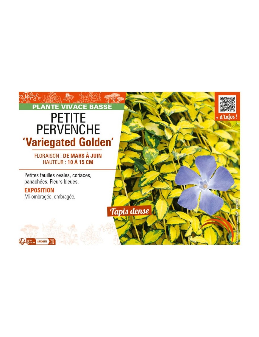 VINCA minor Variegated Golden voir PETITE PERVENCHE