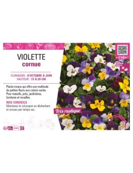 VIOLETTE CORNUE (varié)