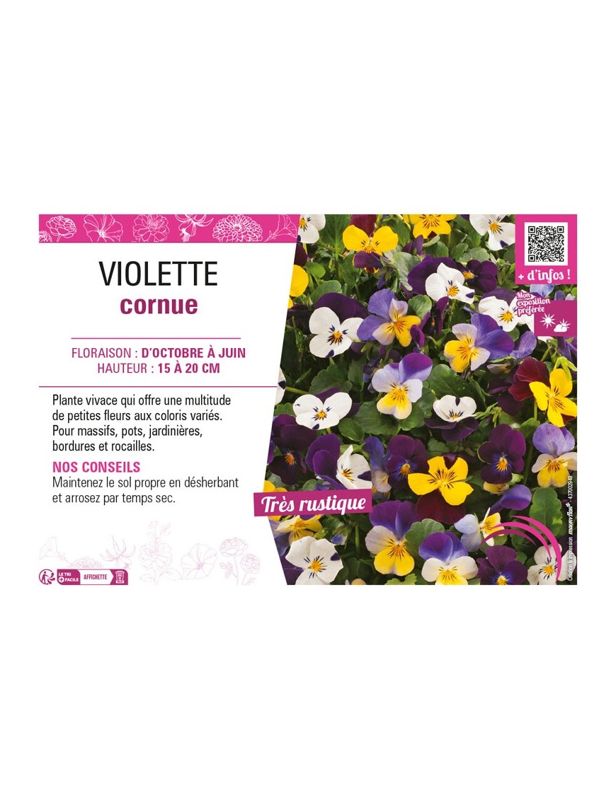VIOLETTE CORNUE (varié)
