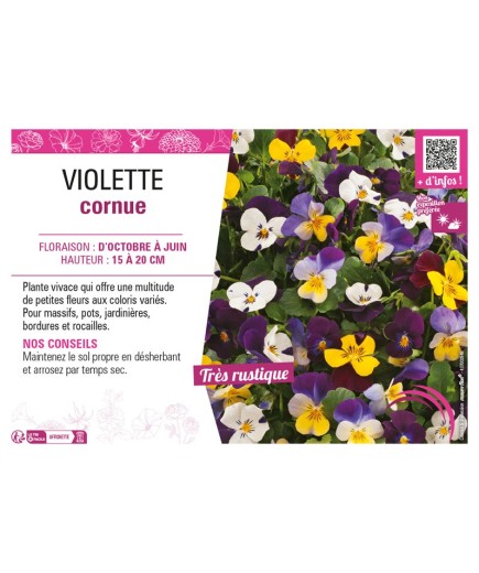 VIOLETTE CORNUE (varié)