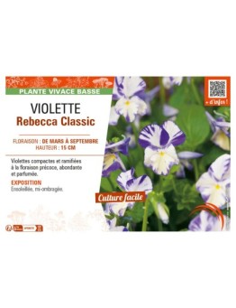 VIOLETTE REBECCA CLASSIC