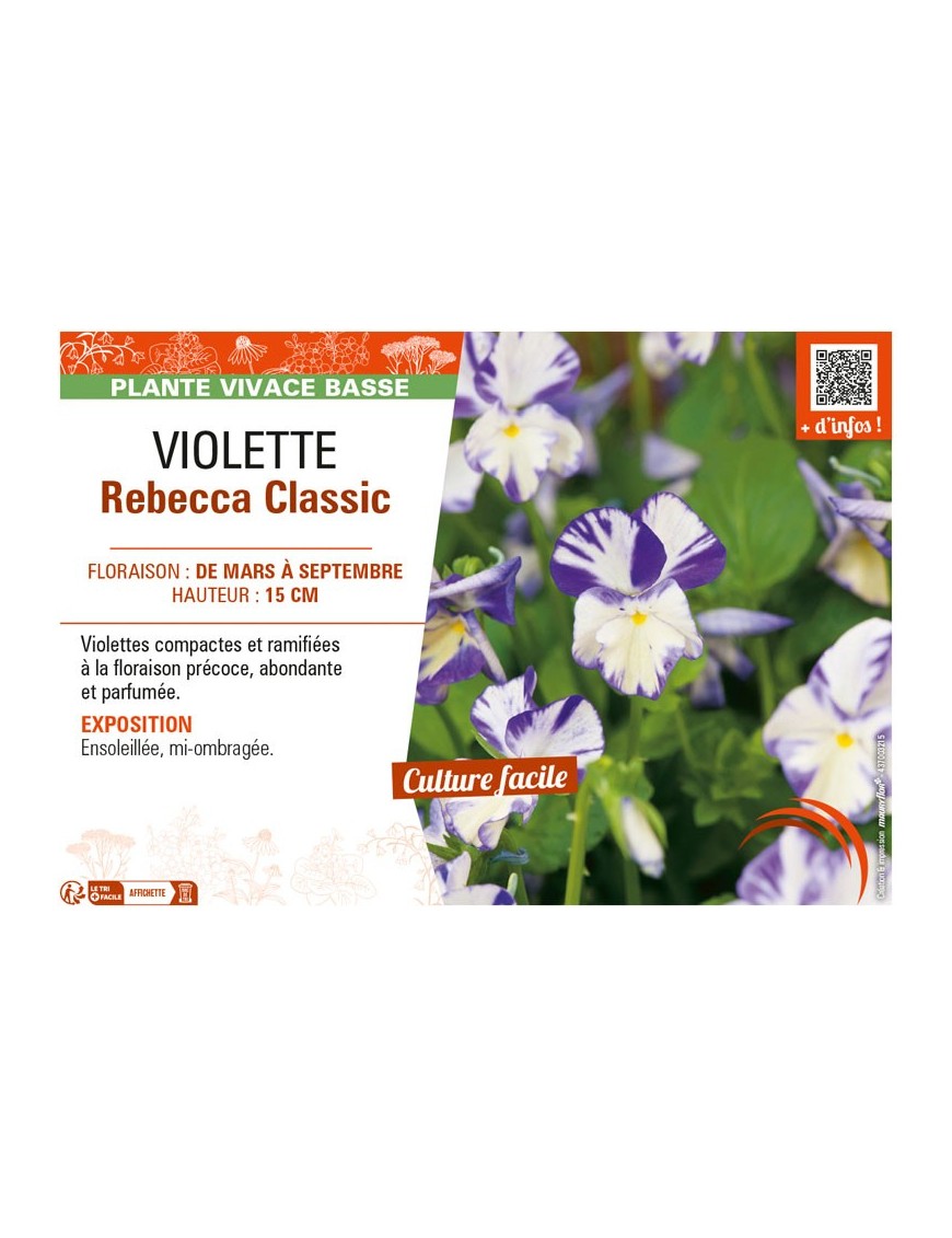 VIOLETTE REBECCA CLASSIC
