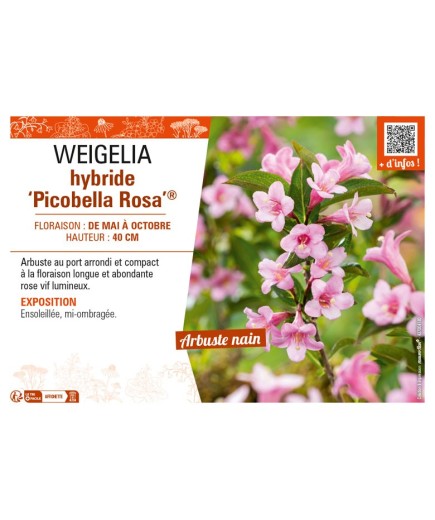 WEIGELIA hybride Picobella Rosa®