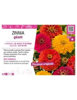 ZINNIA GÉANT (varié)