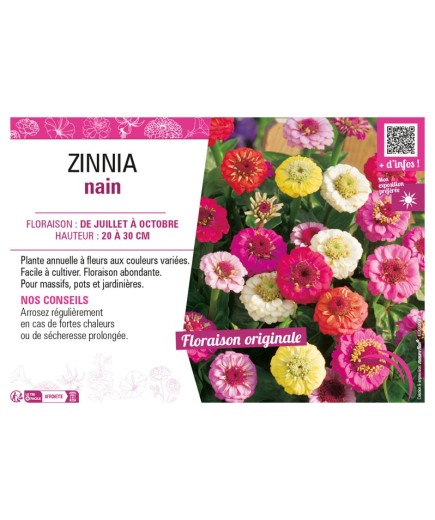 ZINNIA NAIN