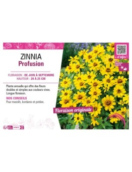 ZINNIA PROFUSION