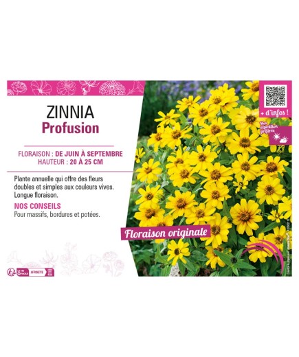 ZINNIA PROFUSION