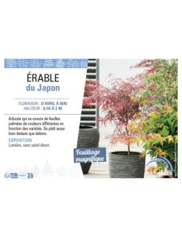 ACER PALMATUM MIX voir ÉRABLE DU JAPON