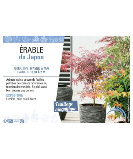 ACER PALMATUM MIX voir ÉRABLE DU JAPON