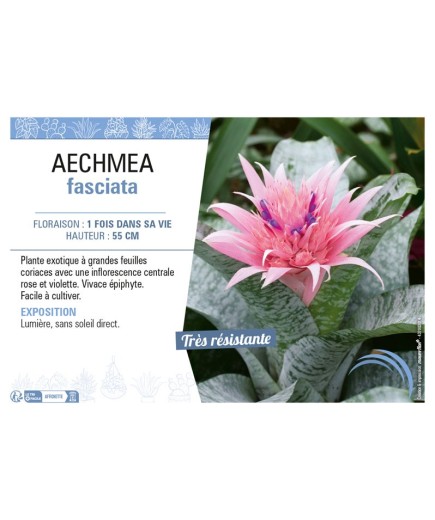 AECHMEA FASCIATA