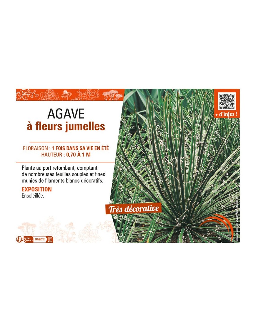 AGAVE (GEMINIFLORA) À FLEURS JUMELLES
