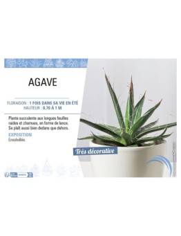 AGAVE (MIX)