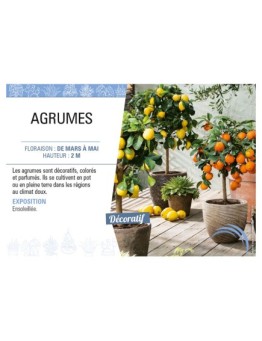 AGRUMES