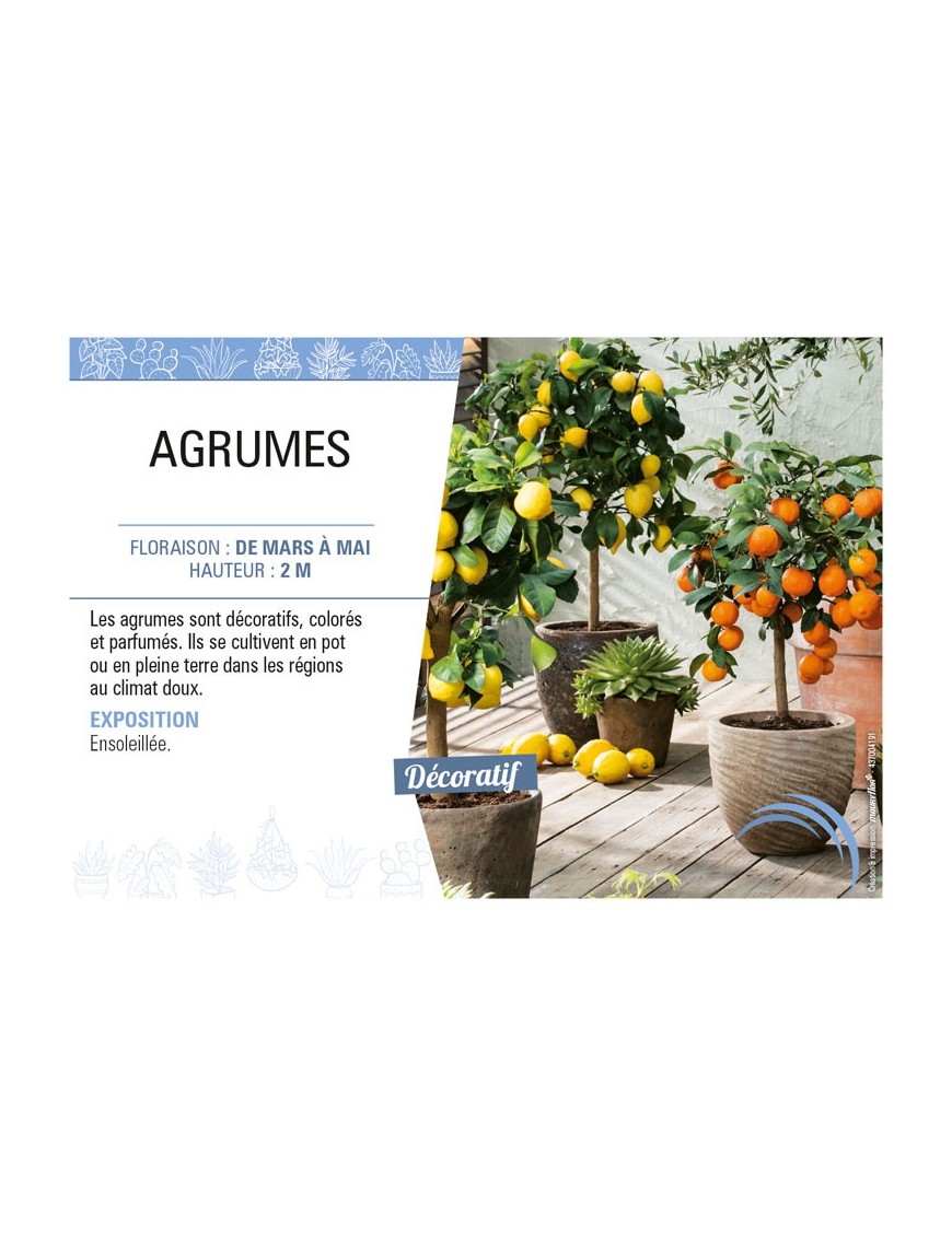 AGRUMES