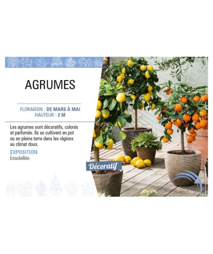 AGRUMES