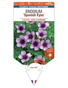 ERODIUM Spanish Eyes