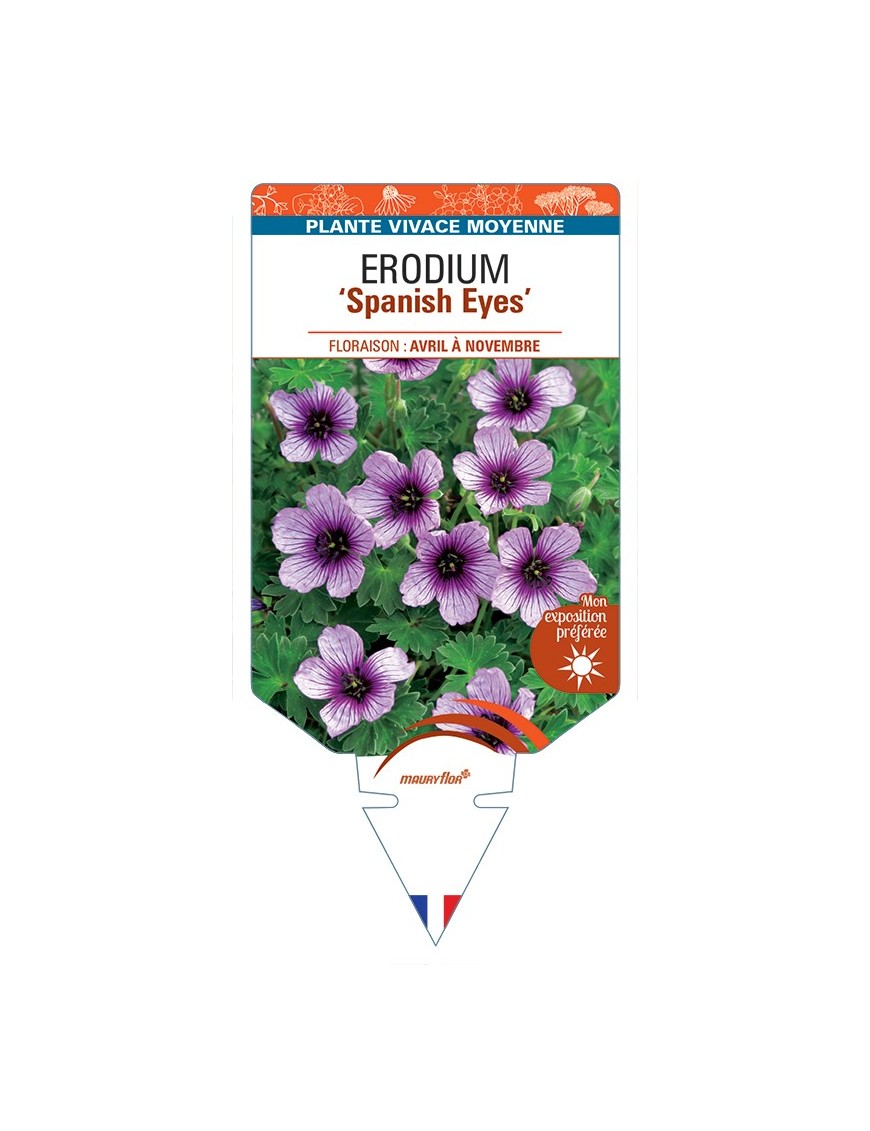 ERODIUM Spanish Eyes