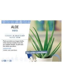 ALOE VERA