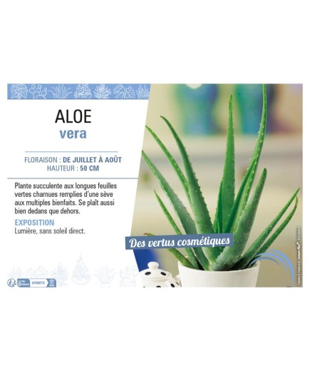 ALOE VERA