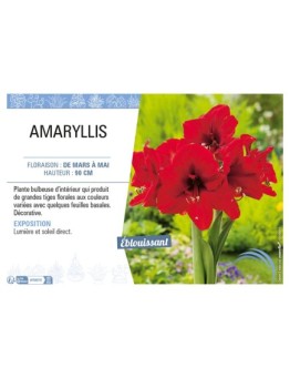 AMARYLLIS