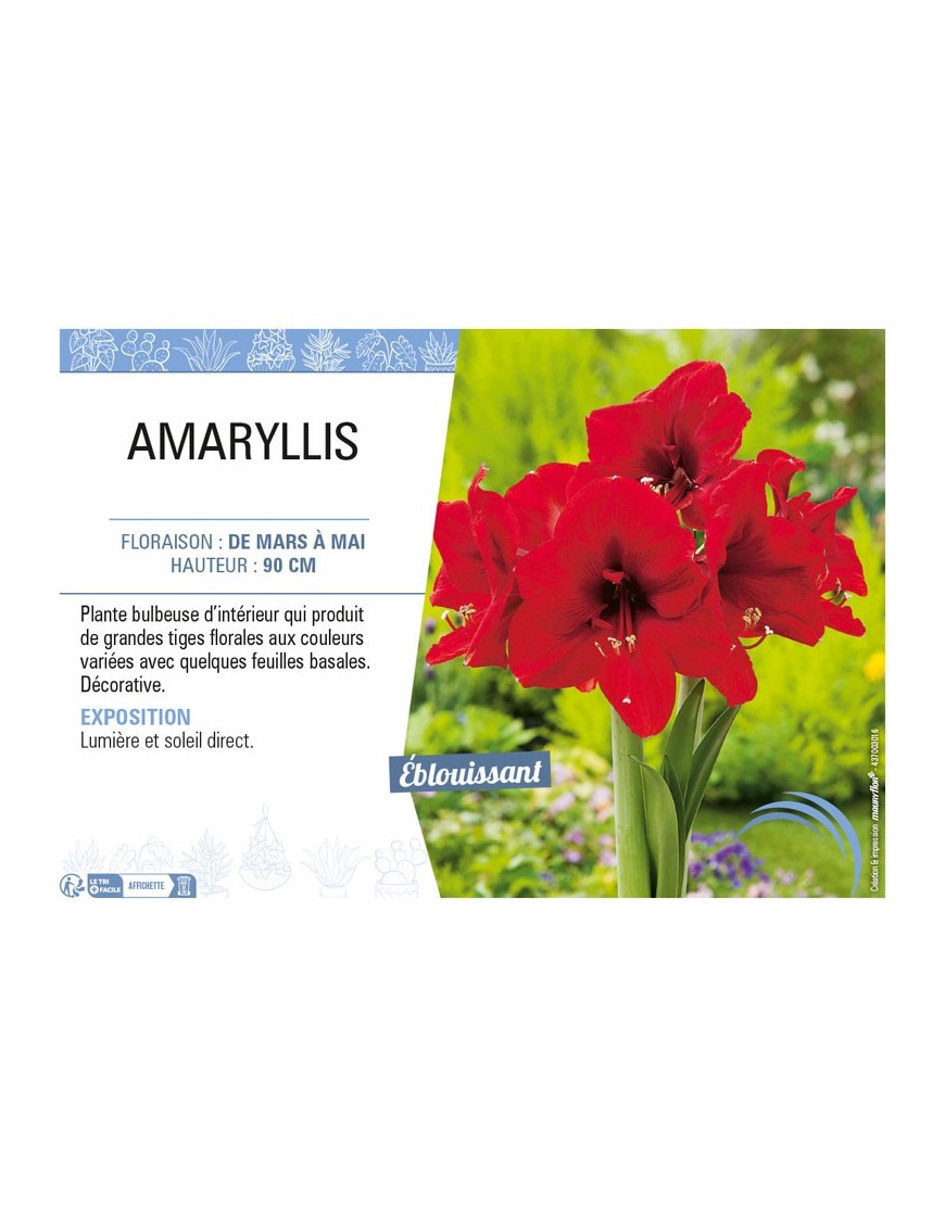 AMARYLLIS