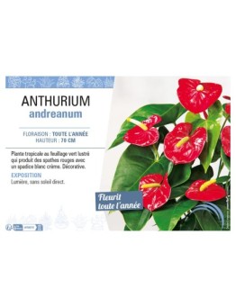 ANTHURIUM ANDREANUM