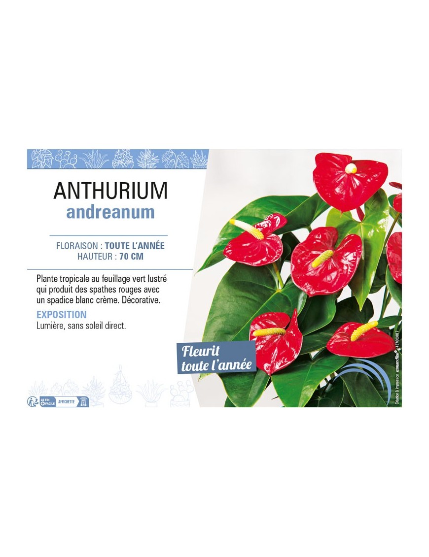 ANTHURIUM ANDREANUM