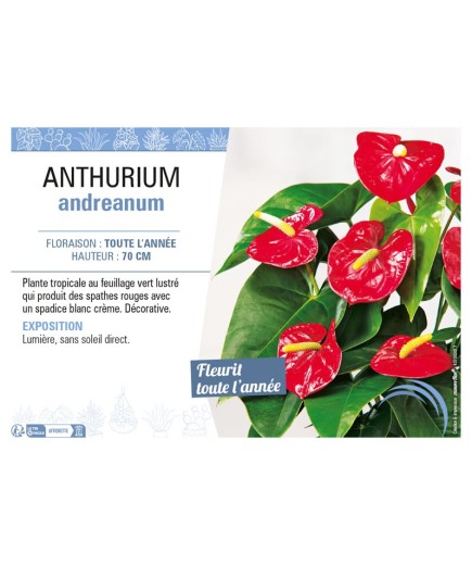 ANTHURIUM ANDREANUM